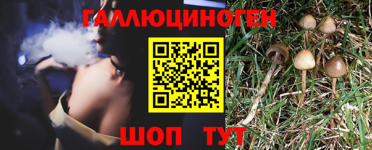 Галлюциногенные грибы Psilocybe Павлово